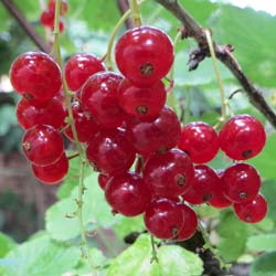 Groseillier à grappes / Ribes rubrum